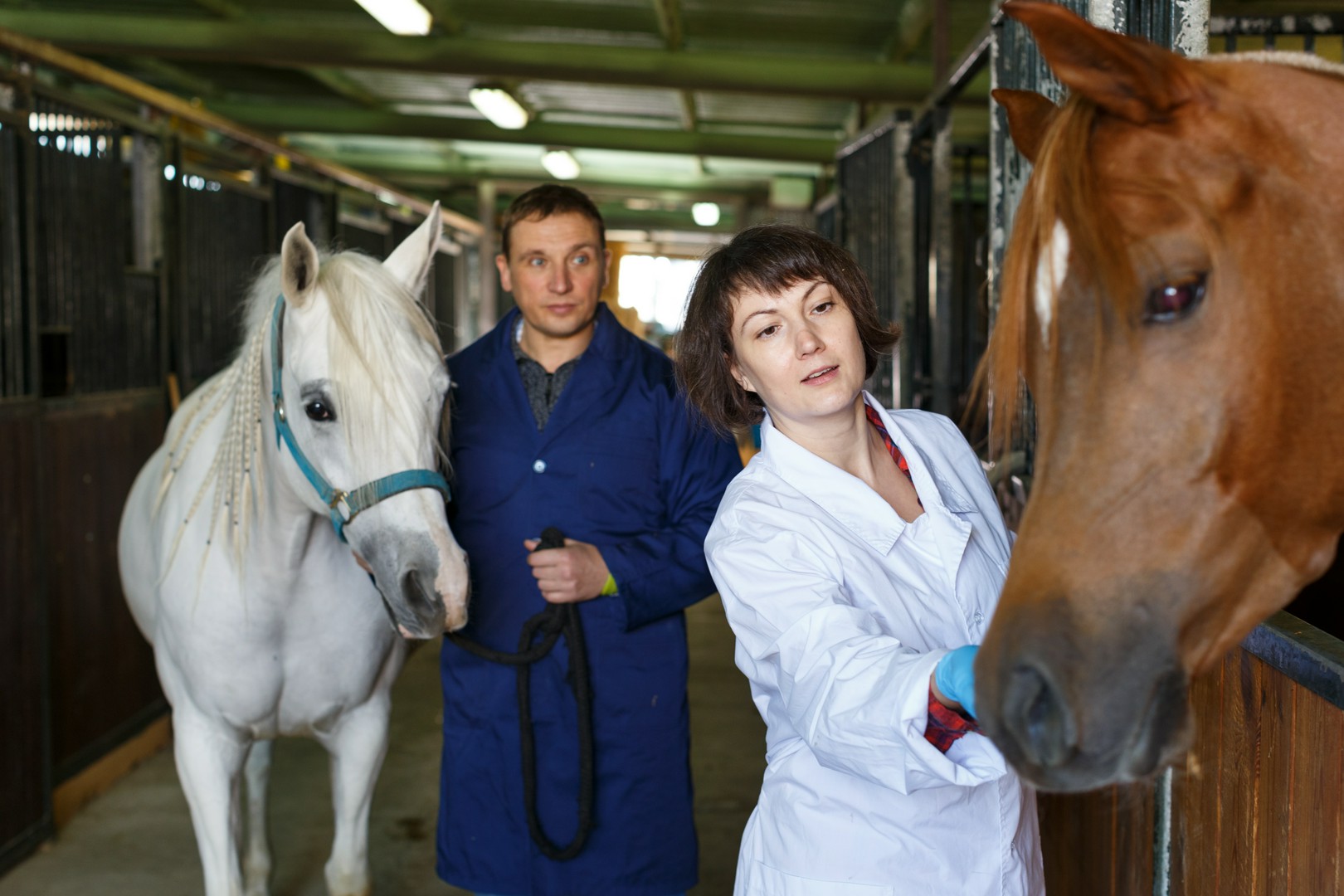 Choroba RAO a ściółka dla konia