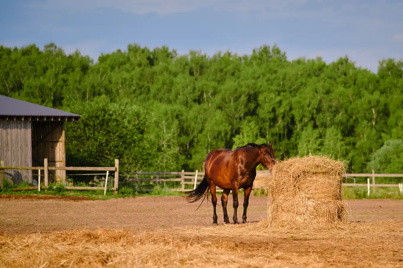 sianokiszonka dla konia
