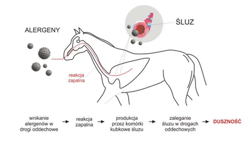 obrazek alergenów