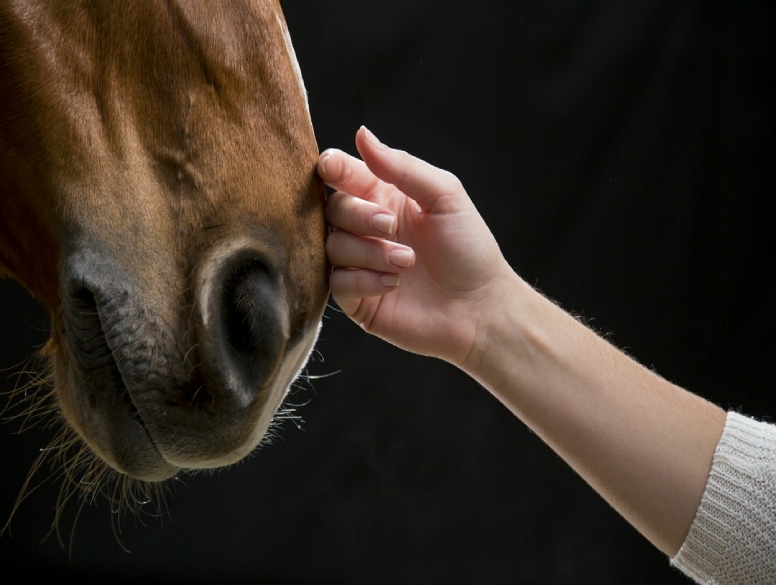 kobieta dotyka konia